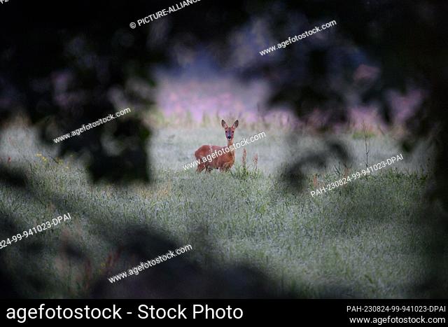 23 August 2023, Saxony-Anhalt, Magdeburg: A roe deer (Capreolus capreolus) stands in the early morning on an Elbaue which belongs to the city area of Magdeburg