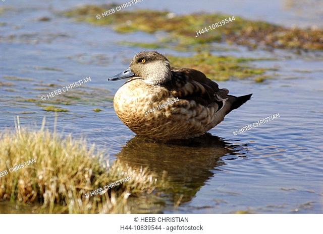 Chile, South America, Crested Duck, Lophonetta specularioides, Anas specularioides, Andes Mountains, Vado Rio Putana