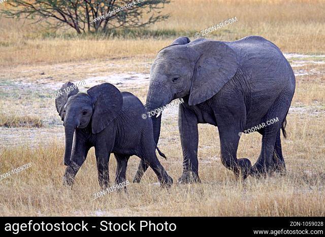 Afrikanischer Elefant (Loxodonta africana) mit Jungtier im Moremi Wildreservat Botswana