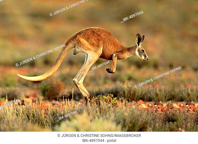 Red kangaroo (Macropus rufus), adult, jumping, Sturt National Park, New South Wales, Australia
