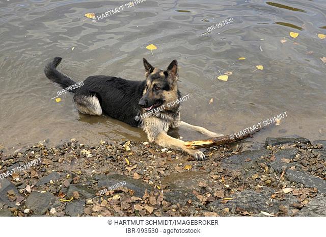 German Shepherd dog with a large branch on a riverbank