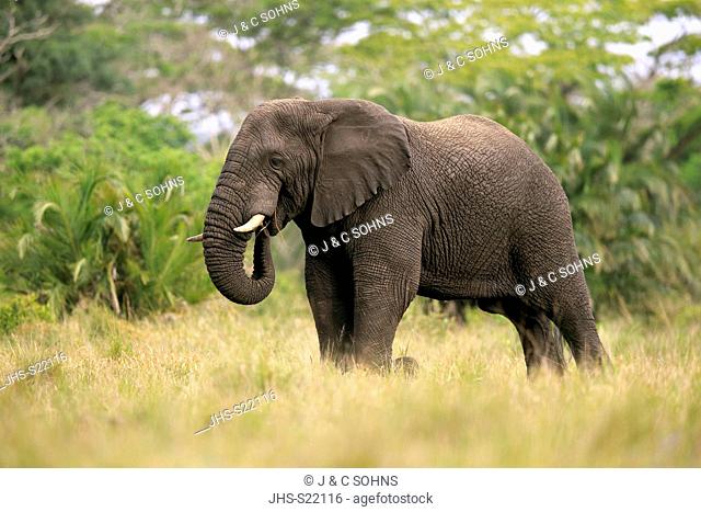 African Elephant, (Loxodonta africana), adult feeding, Hluhluwe Umfolozi Nationalpark, Hluhluwe iMfolozi Nationalpark, KwaZulu Natal, South Africa, Africa