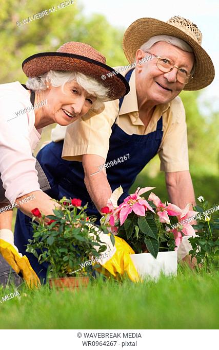 Retired couple gardening together and smiling portrait