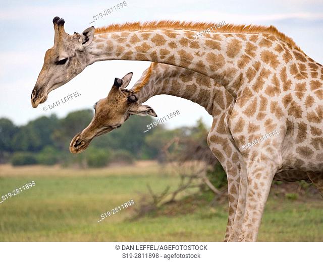 Botswana. Giraffe