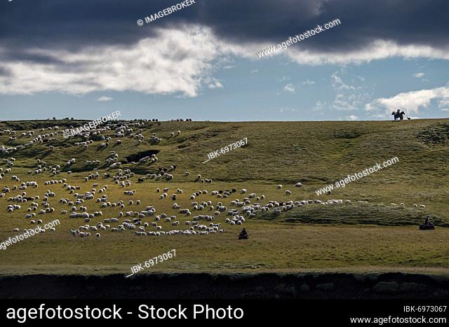 Domestic sheep (Ovis aries), riders and men on quads at the sheep drive or Réttir, Kirkjubæjarklaustur, Skaftárhreppur, Suðurland, Iceland, Europe