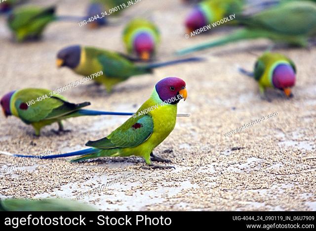 Indian plum headed parrot or parakeets feeding Rajasthan India