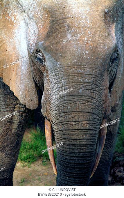 Forest elephant, African elephant (Loxodonta cyclotis, Loxodonta africana cyclotis), portrait, Central African Republic, Sangha-Mbaere, Dzanga Sangha