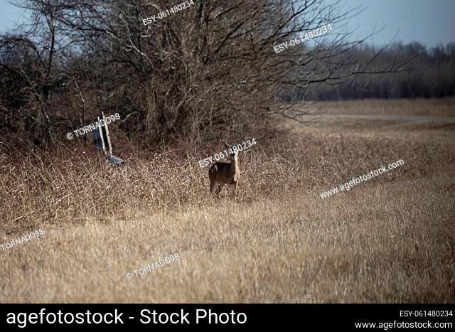 White-tailed doe (Odocoileus virginianus) deer alert and staring
