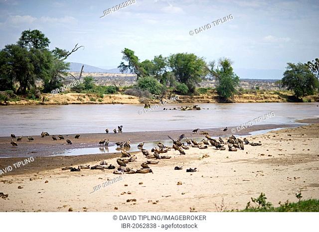 Vultures resting on riverbank, Samburu, Kenya, Africa