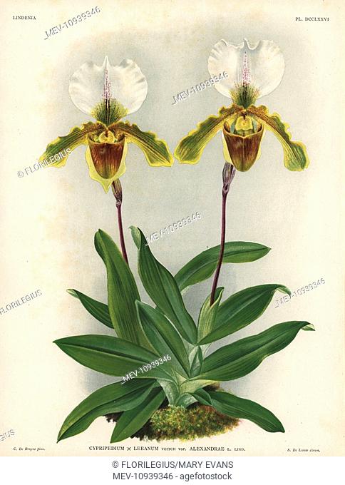 Alexandrae variety of Cypripedium x Leeanum, Veitch, hybrid orchid. Illustration drawn by C. de Bruyne from Lucien Linden's Lindenia, Iconography of Orchids