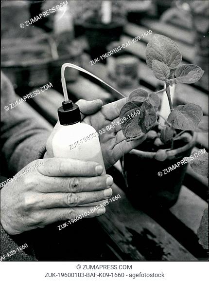 Feb. 24, 1962 - After the leaf has been impregnated with the virus it is partially washed off by a syringe to prefent rapid inhibiting effects