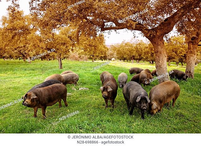 Iberian porks