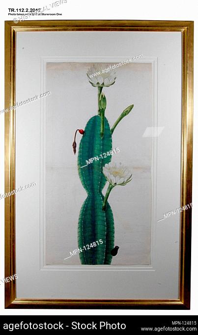 Cactus Plant in Flower. Object Name: Painting; Date: ca. 1800; Geography: Made in India, probably Calcutta; Medium: Opaque watercolor on paper; Dimensions:...