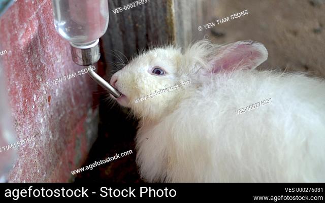 Cute rabbit drink water from feeding container
