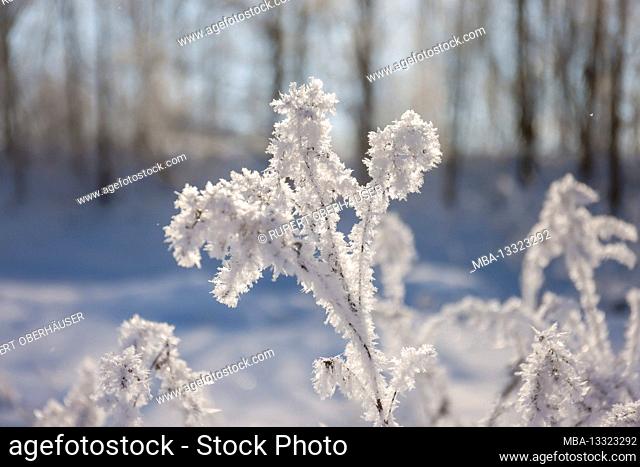 Hamm, North Rhine-Westphalia, Germany - Sunny winter landscape in the Ruhr area, ice and snow on the Lippe