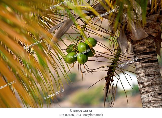 Green coconut fruit growing on a coconut palm