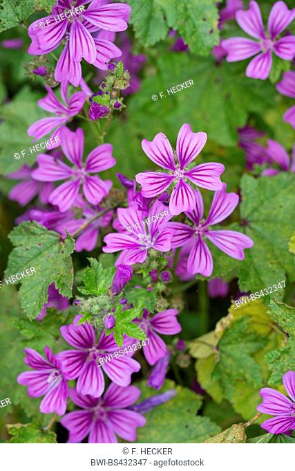 common mallow, blue mallow, high mallow, high cheeseweed (Malva sylvestris), blooming, Germany