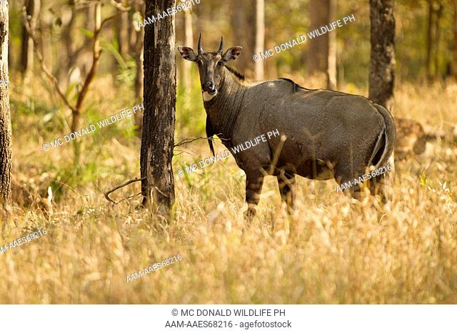 Nilgai (Boselaphus tragocamelus) largest Asian antelope, in Pench National Park, Madhya Pradesh, India