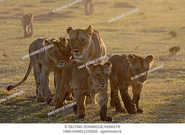 Kenya, Masai Mara Reserve, Family Lions (Panthera leo) Lioness with young déplcaçant at sunrise