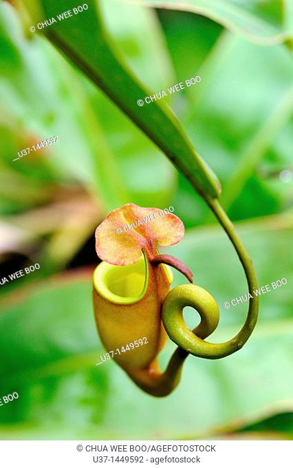 Nepenthes pitcher plant. Orchid Garden, Kuching, Sarawak, Malaysia