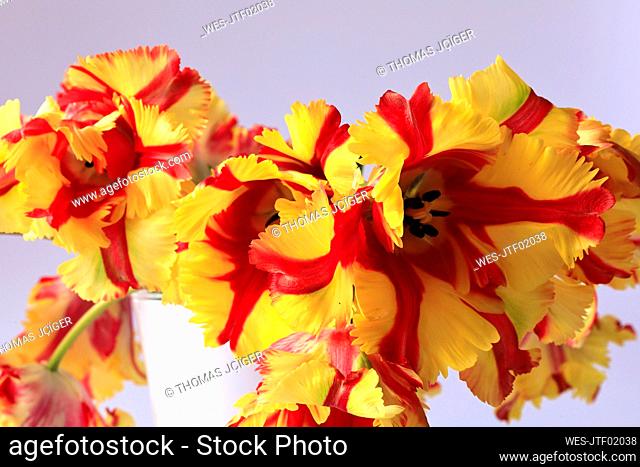 Studio shot of yellow and red blooming parrot tulips