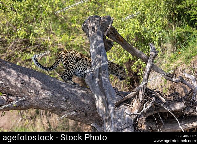 Africa, East Africa, Kenya, Masai Mara National Reserve, National Park, Leopard (Panthera pardus pardus), in a tree where its prey is
