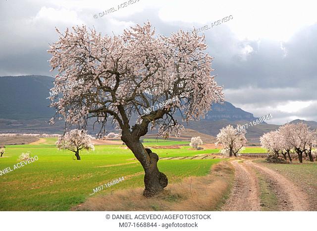 Almond tree and road, almond tree in blossom, Biosfera reserve, Leza valley, Rioja wine region, Spain
