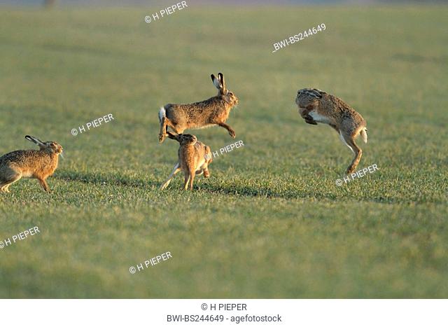 European hare Lepus europaeus, mating season on a field, Germany