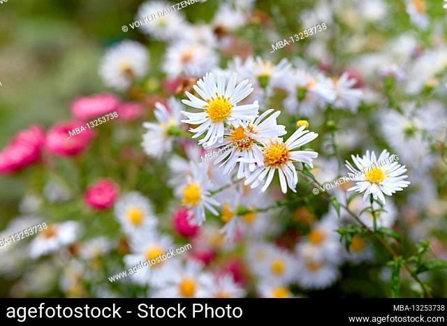different colored autumn asters