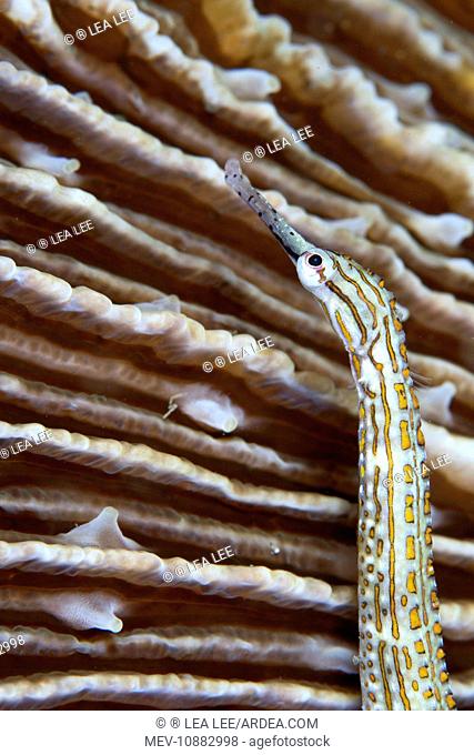 Gilded Pipefish (Corythoichthys schultzi ). Indonesia