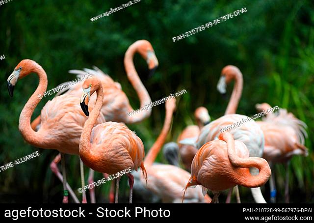 23 July 2021, Brandenburg, Cottbus: Caribbean flamingos stand on a small island in the pond of the bird aviary in the zoo