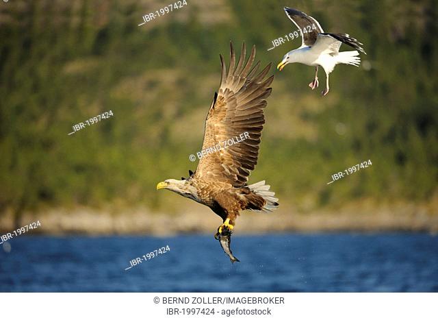 White-tailed Eagle or Sea eagle (Haliaeetus albicilla) in flight with prey, badgered by a Great Black-backed Gull (Larus marinus) behind, Flatanger