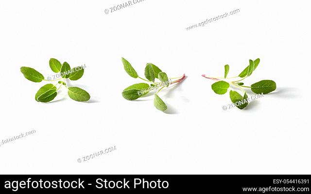 Fresh salvia leaves set from three fresh green twigs of tender spring salvia plant on a light grey background with copy space