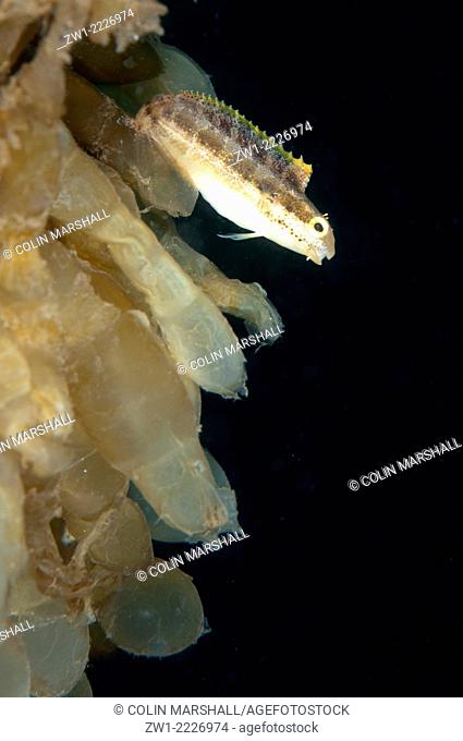 Variable Fangblenny (Petrosciirtes variablis) in squid eggs, Air Bajo II dive site, Lembeh Straits, Sulawesi, Indonesia