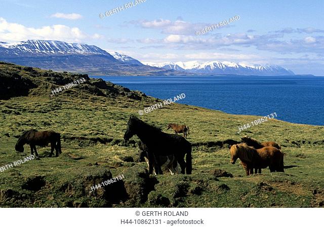 Laufas, Iceland, landscape, scenery, horses, Icela