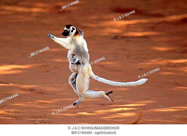 Verreaux's Sifaka (Propithecus verreauxi), adult female with young, jumping, Berenty Reserve, Madagascar, Africa