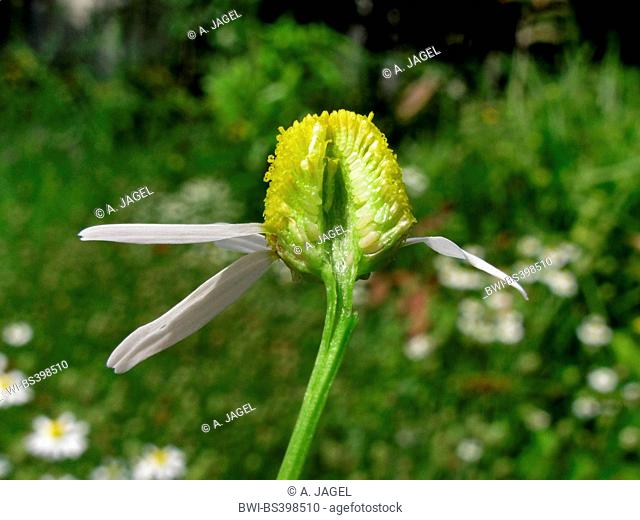 scented mayweed, german chamomile, german mayweed (Matricaria chamomilla, Matricaria recutita), longitudinal cut through an inflorescence, Germany