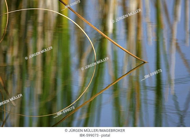Reeds reflected on the surface of a lake