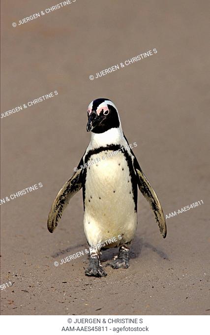 Jackass Penguin, Spheniscus demersus, Betty's Bay, South Africa, adult walking on beach