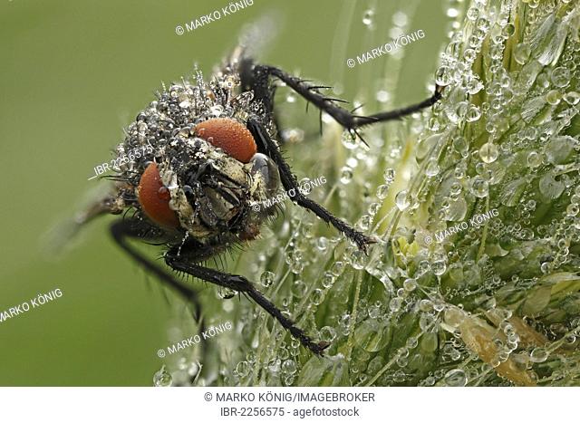 Cluster fly, blowfly (Pollenia spec.), Bad Hersfeld, Hesse, Germany, Europe