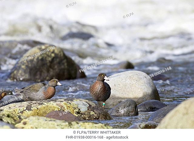 Blue Duck Hymenolaimus malacorhynchus two adults, standing on rocks in river, Manganui-o-te-ao River, North Island, New Zealand