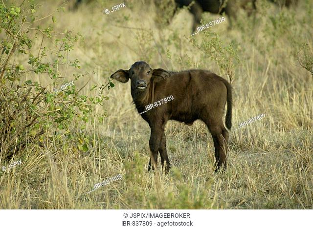African Buffalo or Cape Buffalo (Syncerus caffer), young animal, Masai Mara, Kenya, Africa