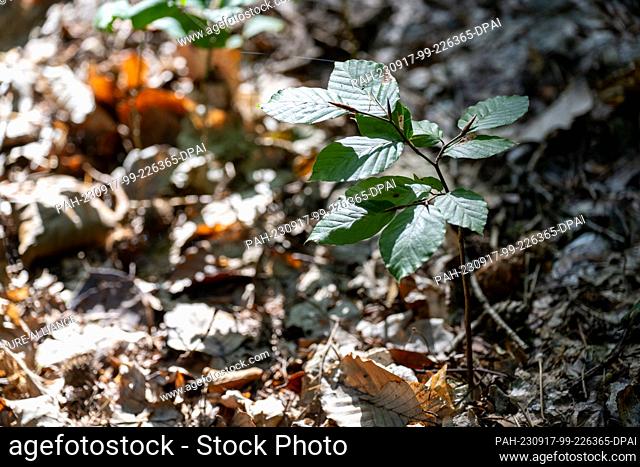 17 September 2023, Bavaria, Untermerzbach: Sun rays fall on a young oak shoot in the forest. Photo: Pia Bayer/dpa. - Untermerzbach/Bavaria/Germany