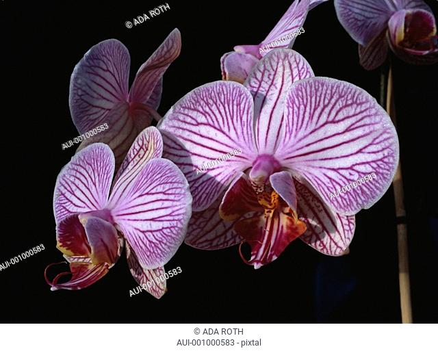 Orchid - purple pink - cluster of seductive flowers - refined design - aesthetic expression of erotism