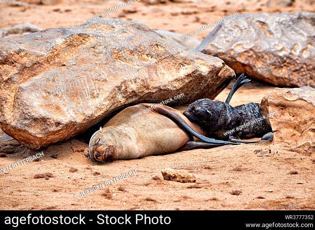 Brown fur seals, Arctocephalus pusillus, Skeleton Coast, Cape Cross, republic of Namibia, Africa