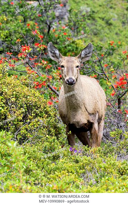 South Andean Deer adult female Torres del Paine National Park Magellan Region Patagonia Chile