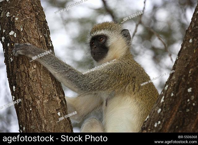 Southern vervet monkey (Chlorocebus pygerythrus), Lake Manyara National Park, Tanzania, Africa