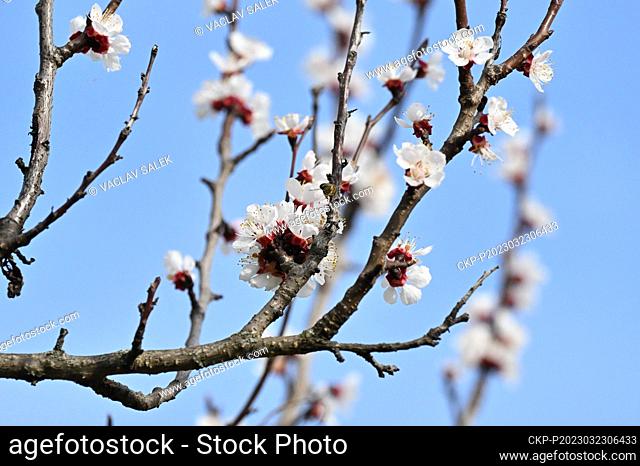 An apricot blossoms in an orchard in Breclav, Czech Republic, on March 23, 2023. (CTK Photo/Vaclav Salek)