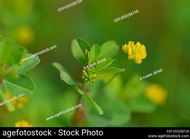 Trifolium dubium, the lesser trefoil with blurred background