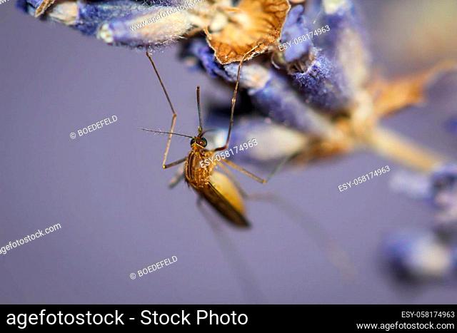 A mosquito, mosquito sits on a lavender flower